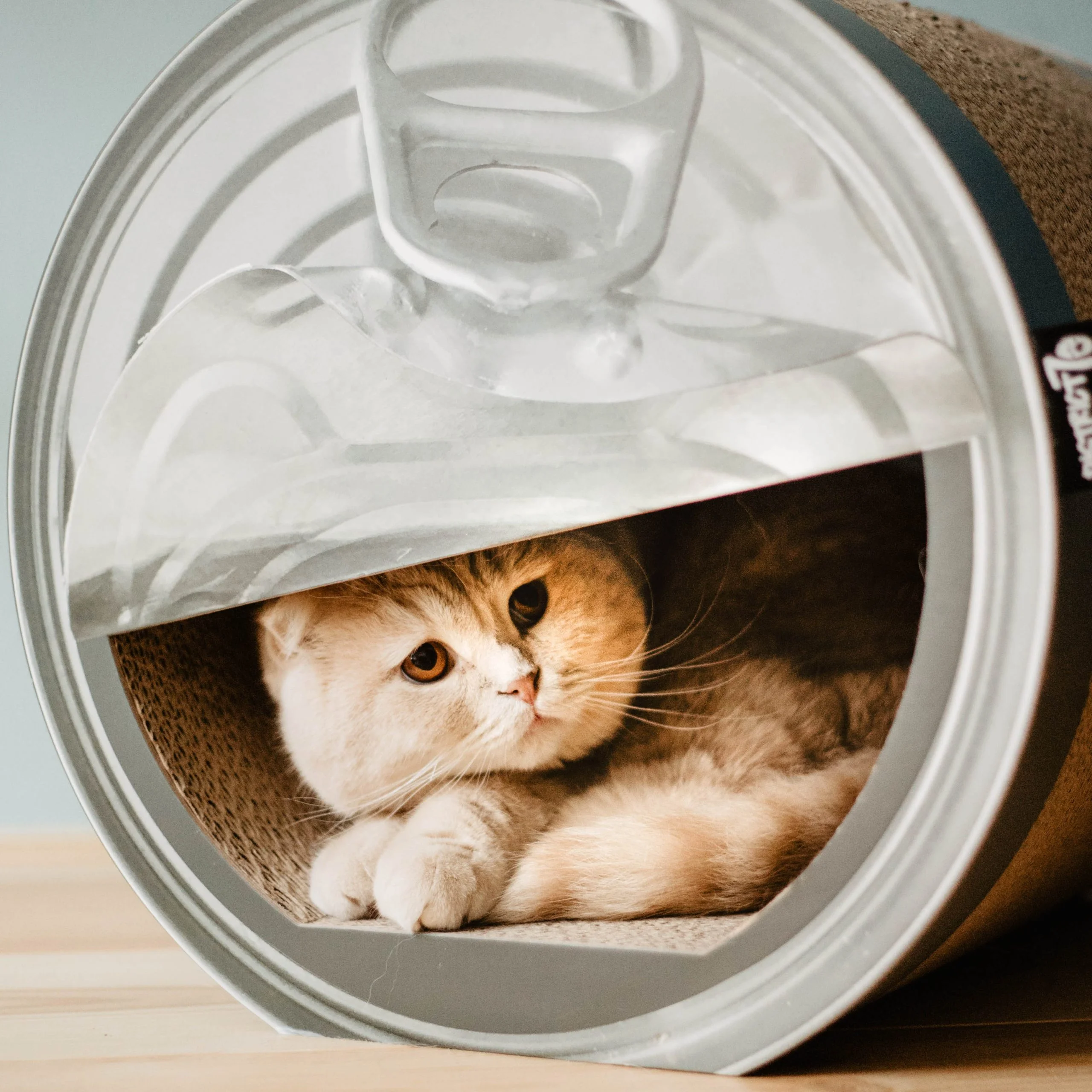 ديستركت 70 CAN، خدش القط المضحك