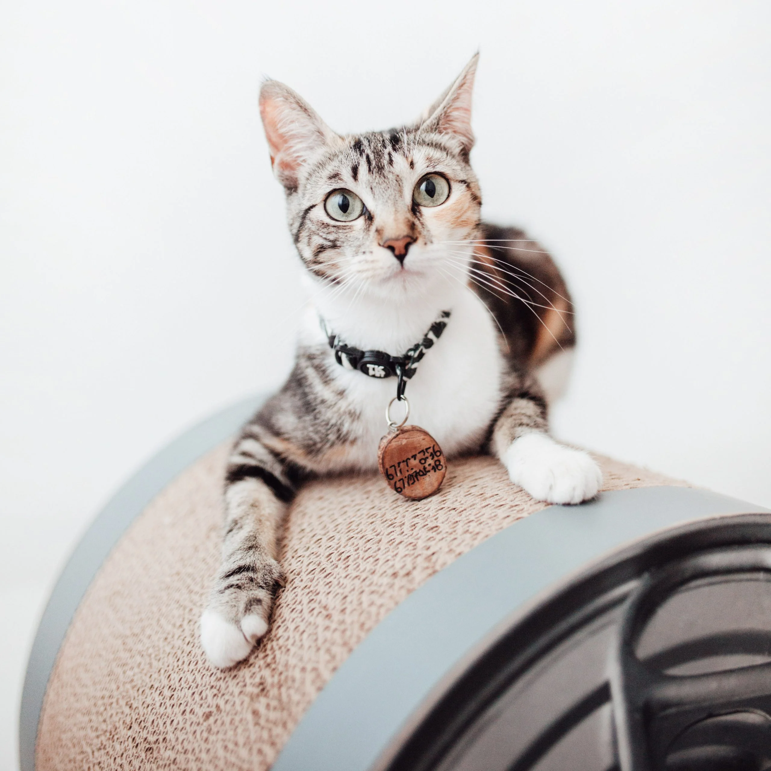 ⁦ديستركت 70 CAN، خدش القط المضحك⁩ - الصورة ⁦3⁩