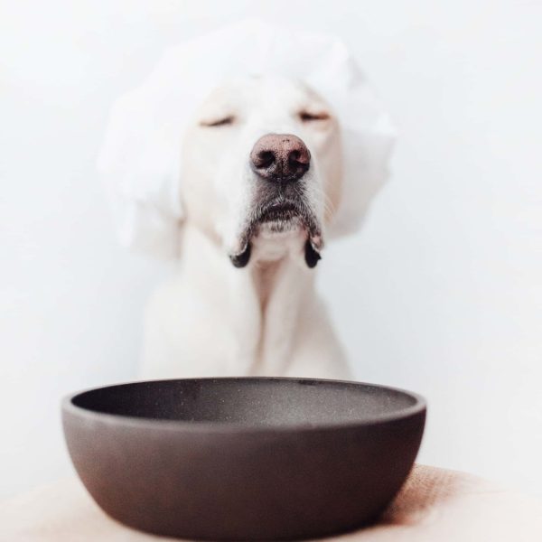 District 70 BAMBOO Pet Bowl, Ice Blue - Image 3