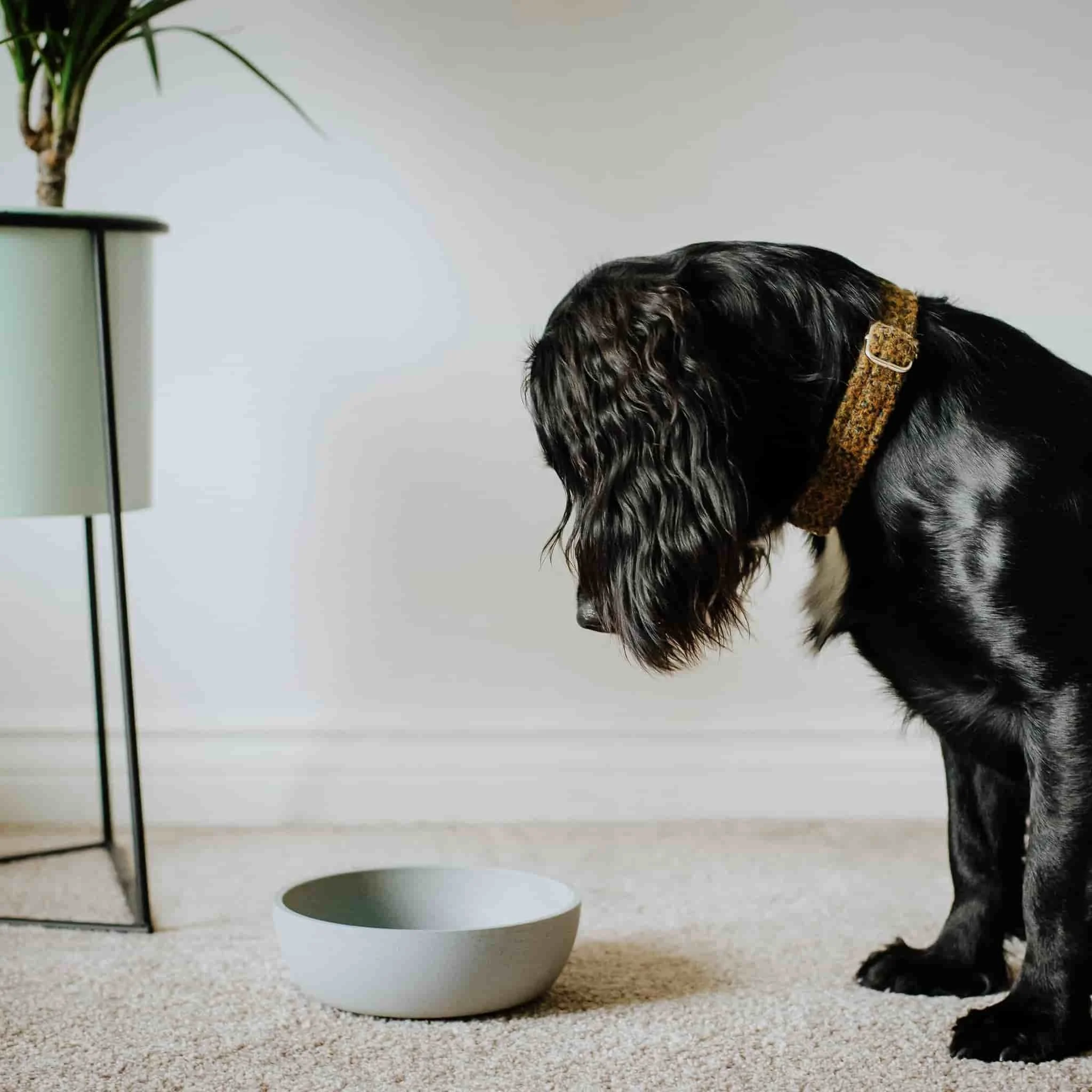 ⁦ديستركت 70 وعاء الحيوانات الأليفة من الخيزران، ميرينغ⁩ - الصورة ⁦4⁩