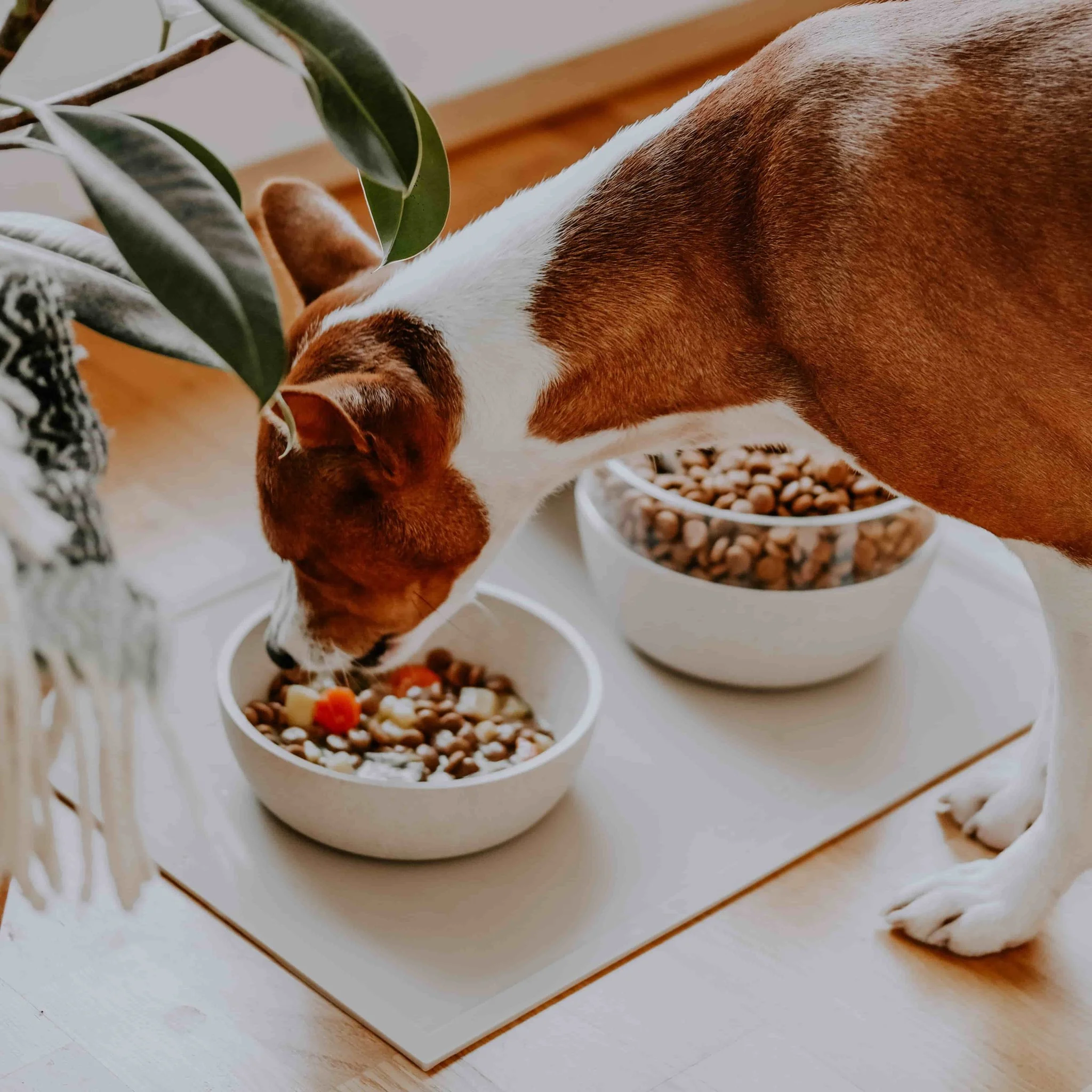 ⁦ديستركت 70 وعاء الحيوانات الأليفة من الخيزران، ميرينغ⁩ - الصورة ⁦2⁩