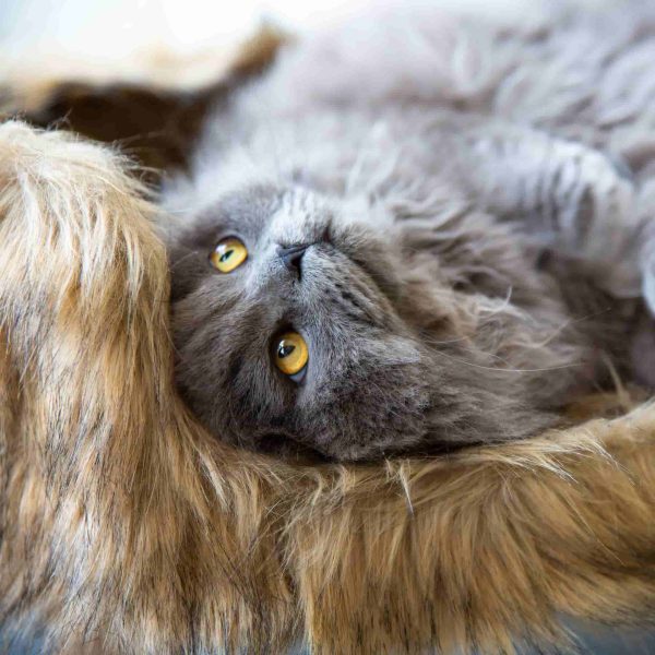 District 70 NORDIC, Scandinavian Cat Bed - Image 2