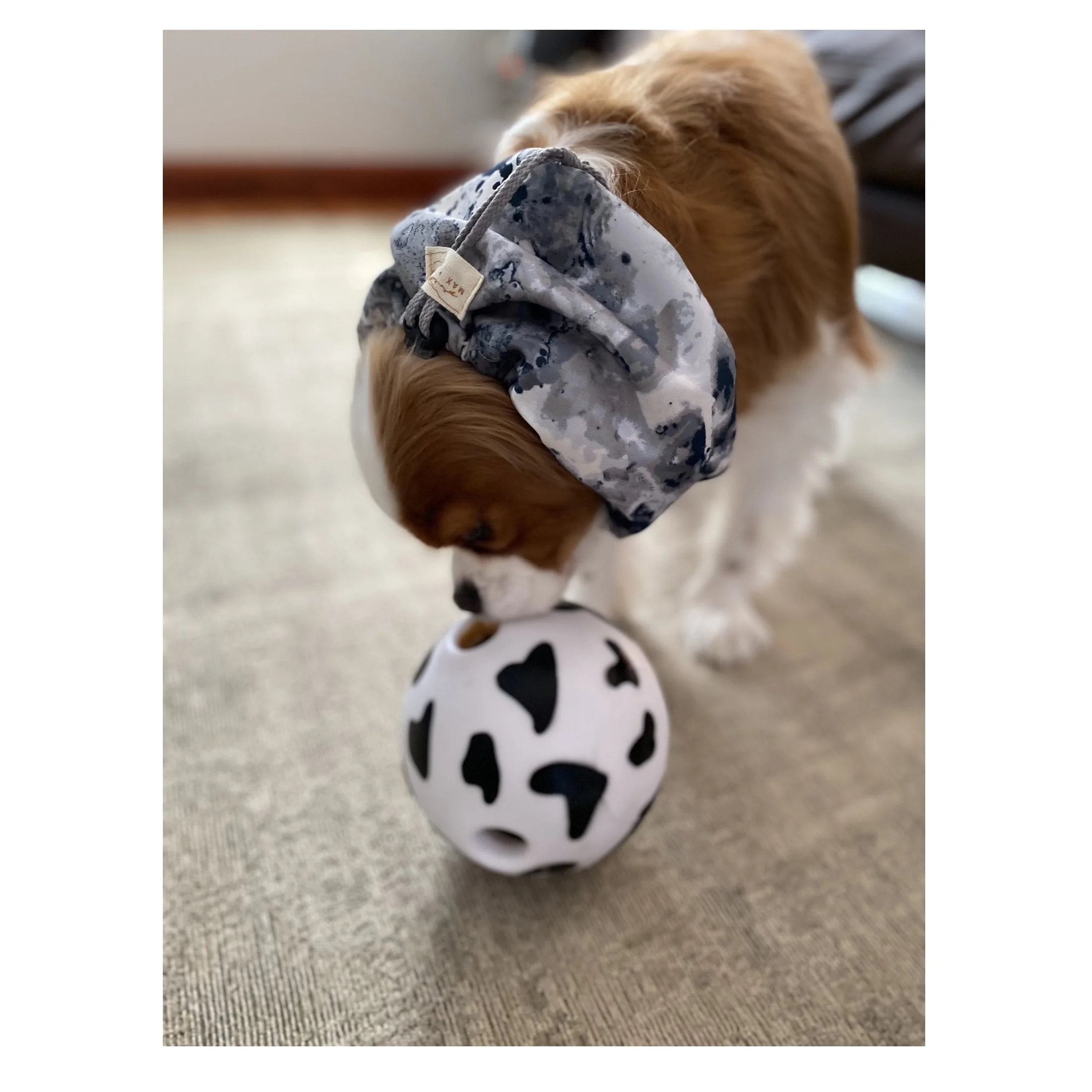 M-Pets Pongo Treat Dispenser Dog Toy - Image 3