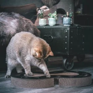 District 70 SNAKE Multifunctional Cat Toy, Black