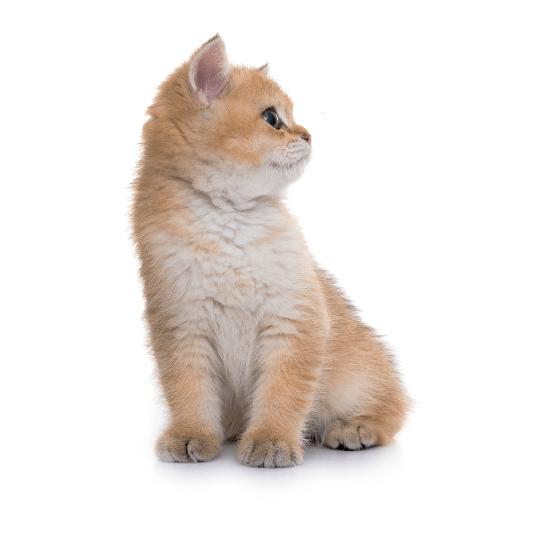 Kitten