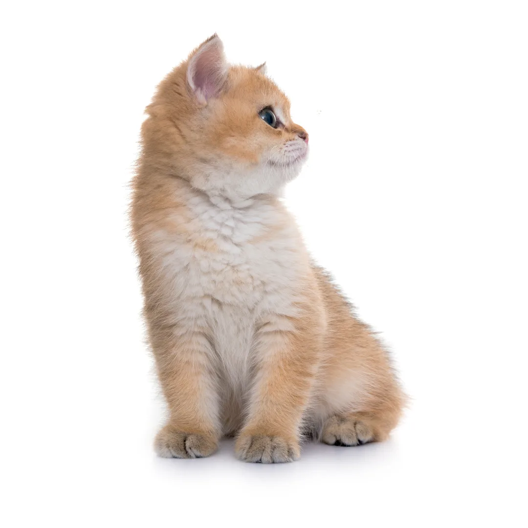 Kitten