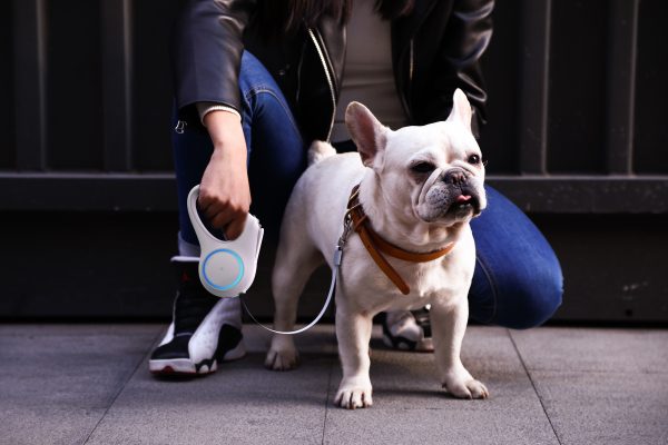 Walk a Dog Bundle - Image 6