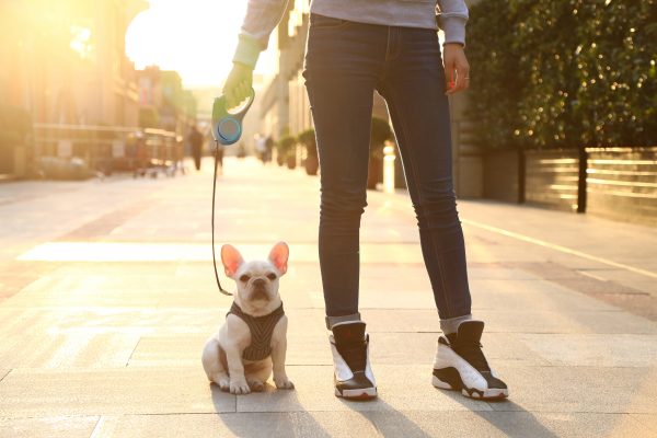 Walk a Dog Bundle - Image 8