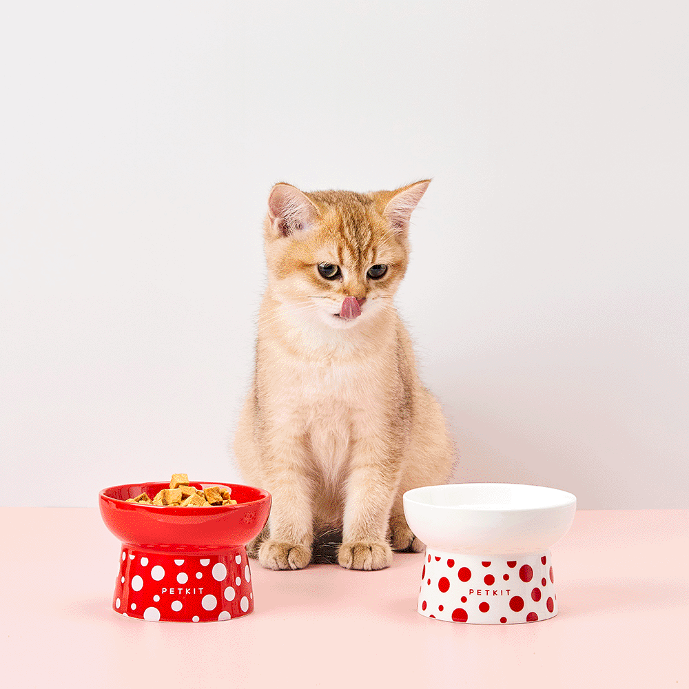 Pet deals kit bowl