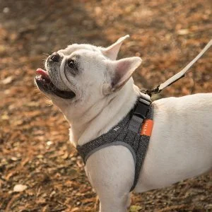 Alternative view of PetKit Air Fly Dog Harness