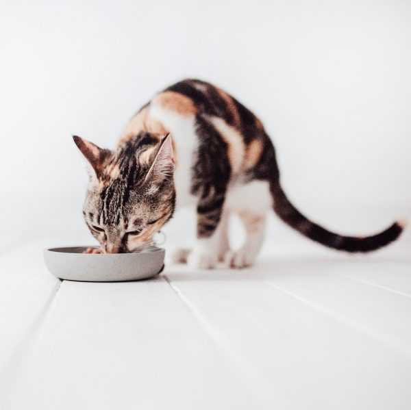 District 70 BAMBOO Cat Bowl - Image 2