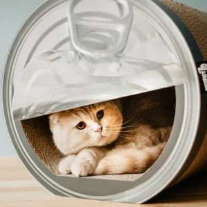 District 70 CAN, Funny Cat Scratcher