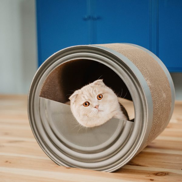 District 70 CAN, Funny Cat Scratcher - Image 2