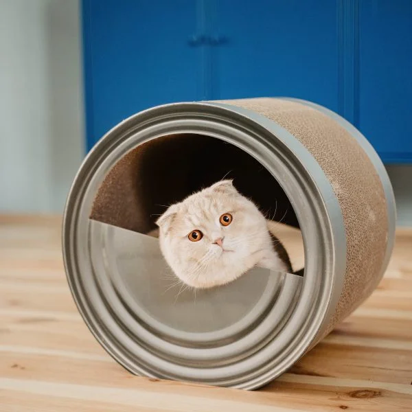 District 70 CAN, Funny Cat Scratcher - Image 2