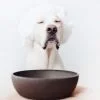 District 70 BAMBOO Pet Bowl, Ice Blue - Image 3