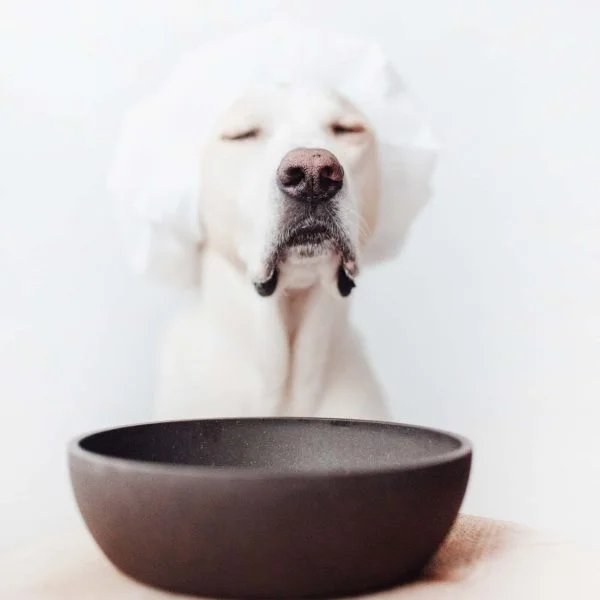 District 70 BAMBOO Pet Bowl, Ice Blue - Image 3