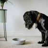 District 70 BAMBOO Pet Bowl, Ice Blue - Image 4