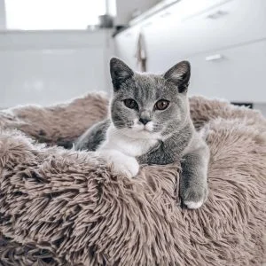 District 70 FUZZ Fluffy Donut Bed, Sand