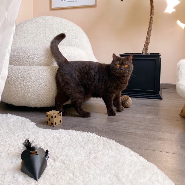 District 70 GIFT SET, Set of 3 Cat Toys - Image 2