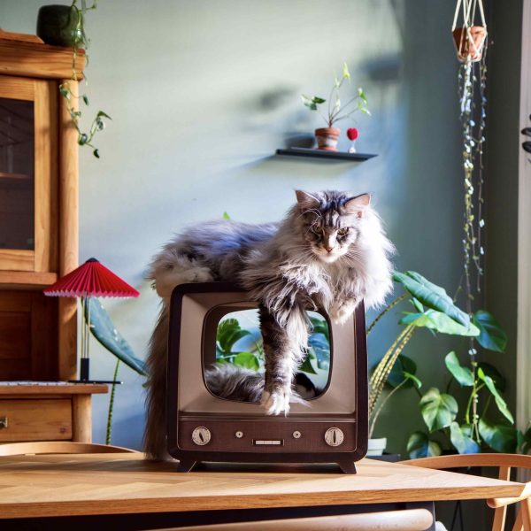 District 70 Telly, Retro Design Cat Scratcher - Image 2