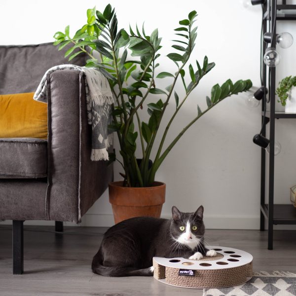 District 70 WHIRL Multifunctional Cat Toy, White - Image 4