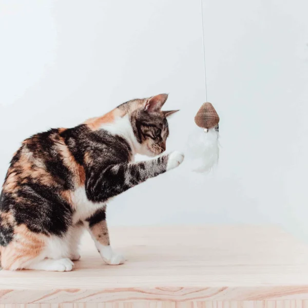 District 70 SMASH Natural Wood Wand Cat Toy, Black - Image 4