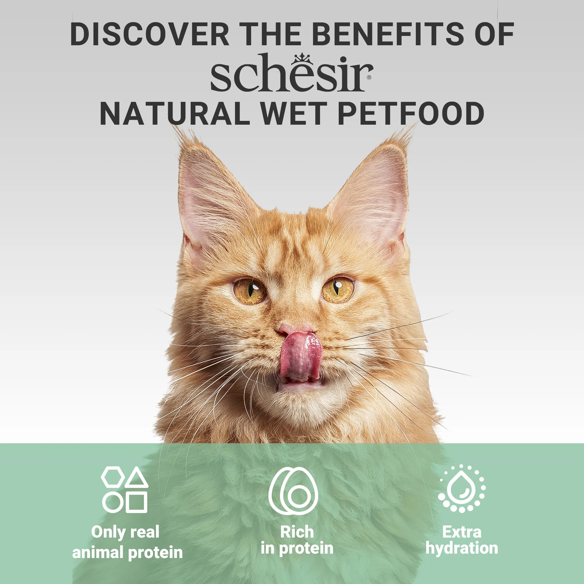 Schesir Chicken in Broth Wet Cat Food, 70g - Image 8